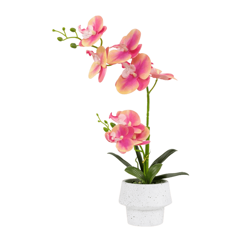 Orchid In Cement Pot With 8 Flowers Orchid In Cement Pot With 8 Flowers