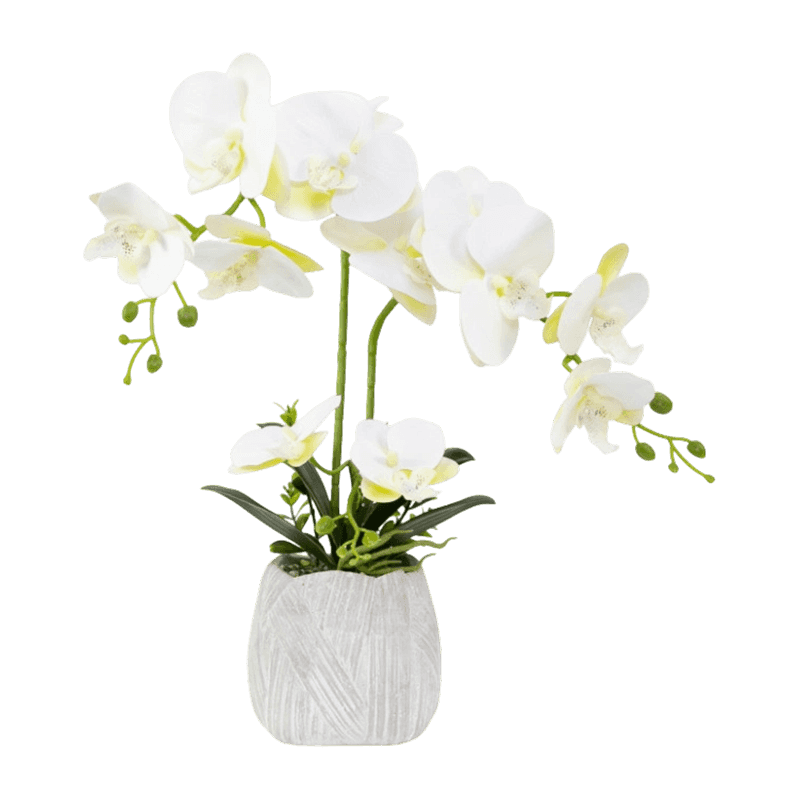 Orchid In Cement Pot With 12 Flowers Orchid In Cement Pot With 12 Flowers