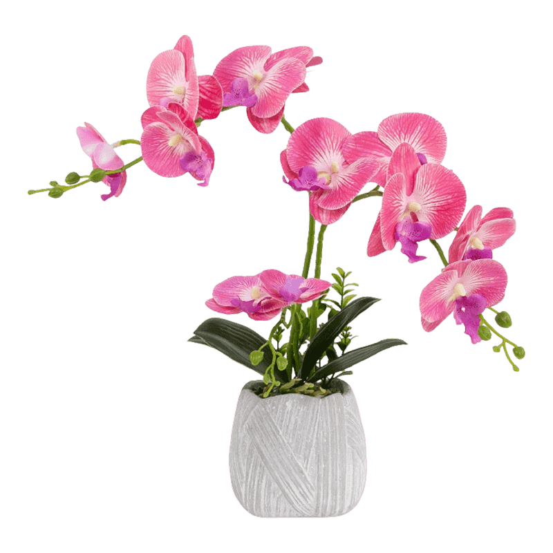 Orchid In Cement Pot With 12 Flowers Orchid In Cement Pot With 12 Flowers