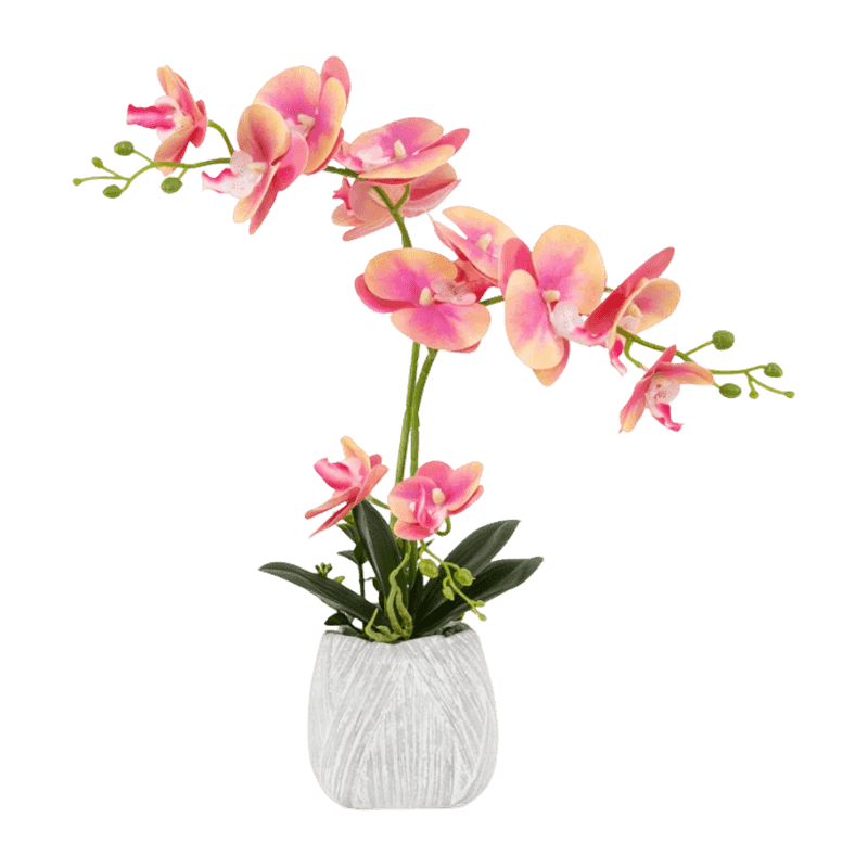 Orchid In Cement Pot With 12 Flowers
