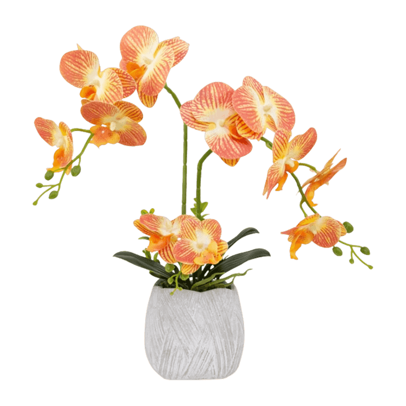 Orchid In Cement Pot With 12 Flowers Orchid In Cement Pot With 12 Flowers