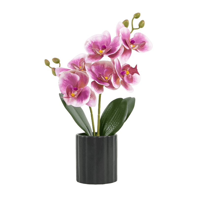 Orchid 3D In Black Ceramic Pot Orchid 3D In Black Ceramic Pot