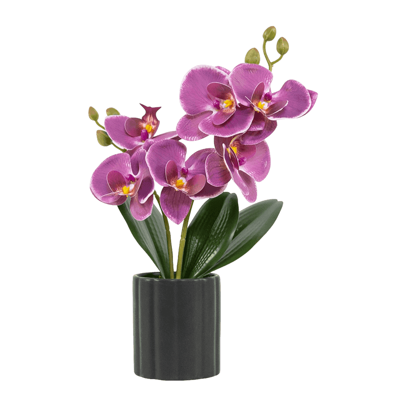 Orchid 3D In Black Ceramic Pot Orchid 3D In Black Ceramic Pot