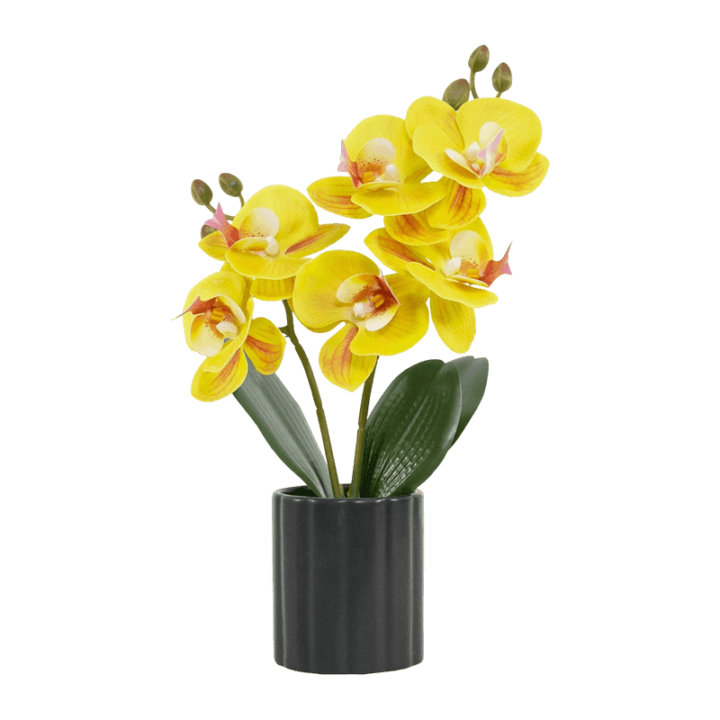 Orchid 3D In Black Ceramic Pot