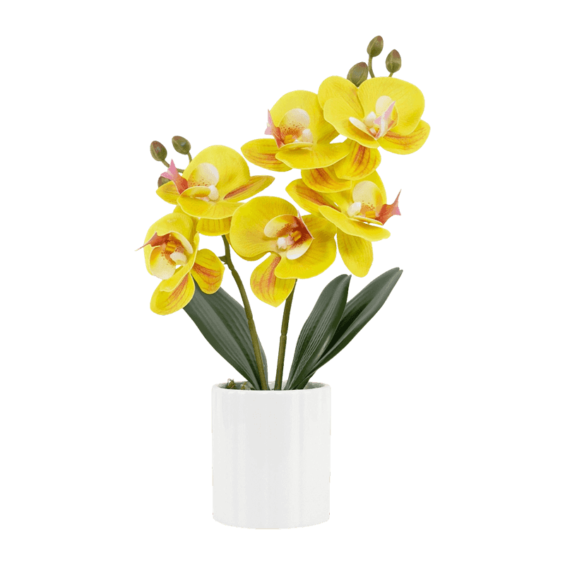 Orchid 3D In White Ceramic Pot Orchid 3D In White Ceramic Pot