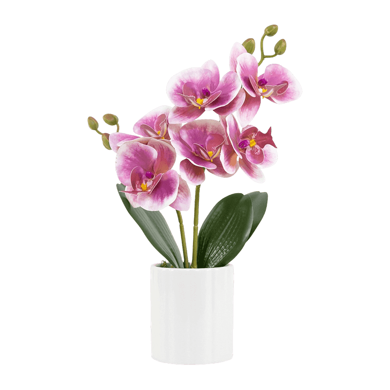 Orchid 3D In White Ceramic Pot