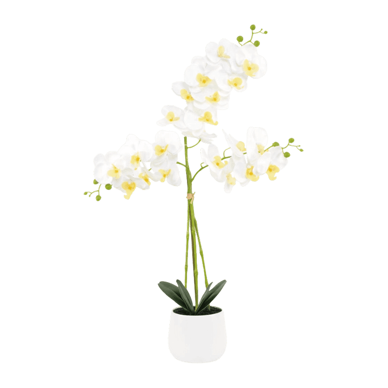 3D Orchid In White Ceramic Pot 5Ass.75cm