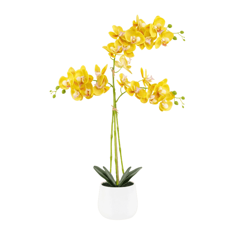 3D Orchid In White Ceramic Pot 5Ass.75cm 3D Orchid In White Ceramic Pot 5Ass.75cm
