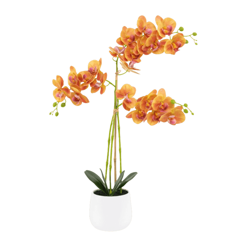 3D Orchid In White Ceramic Pot 5Ass.75cm 3D Orchid In White Ceramic Pot 5Ass.75cm