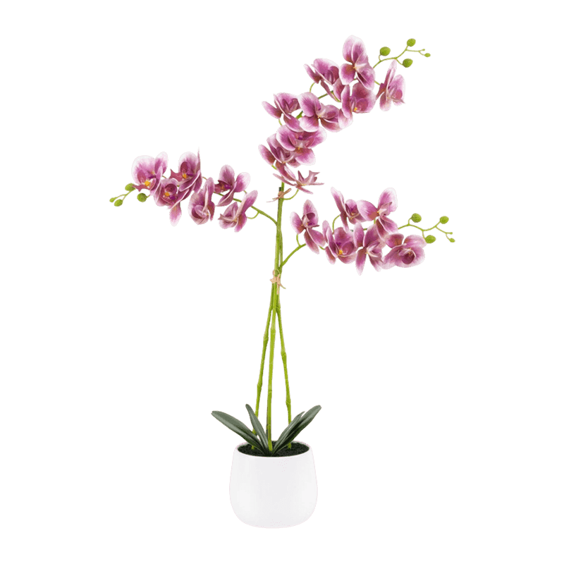 3D Orchid In White Ceramic Pot 5Ass.75cm 3D Orchid In White Ceramic Pot 5Ass.75cm