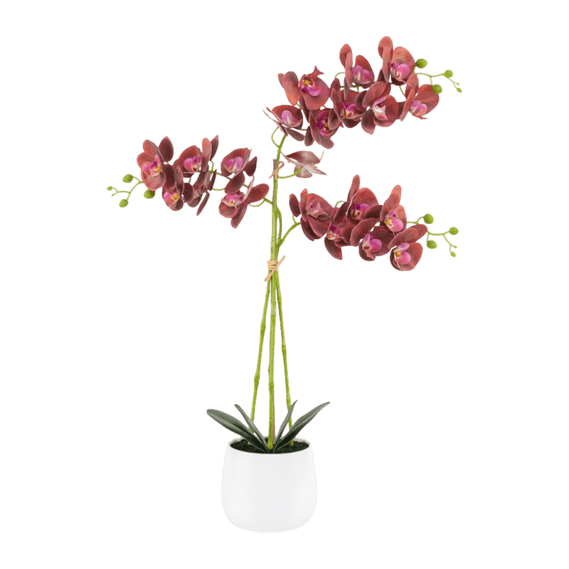 3D Orchid In White Ceramic Pot 5Ass.75cm 3D Orchid In White Ceramic Pot 5Ass.75cm