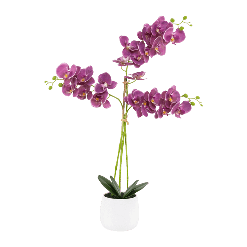 3D Orchid In White Ceramic Pot 5Ass.75cm 3D Orchid In White Ceramic Pot 5Ass.75cm